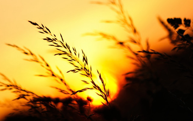 Plant sun grass macro autumn free wallpaper for desktop - medium preview image