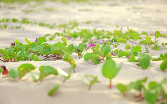 Field plants sand water bokeh free wallpaper for desktop - medium preview image