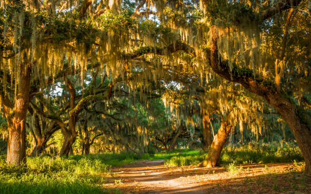 Dirt road mossy trees autumn free wallpaper for desktop - medium preview image
