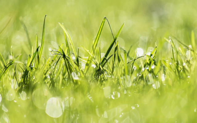 Dew grass whiteflowers macro nature free wallpaper for desktop - medium preview image