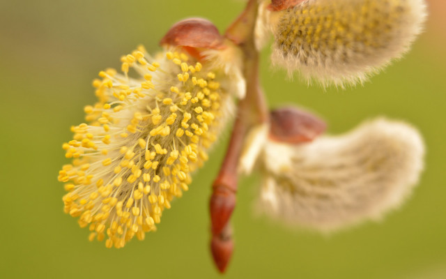 Yellow flower green background macro free wallpaper for desktop - medium preview image