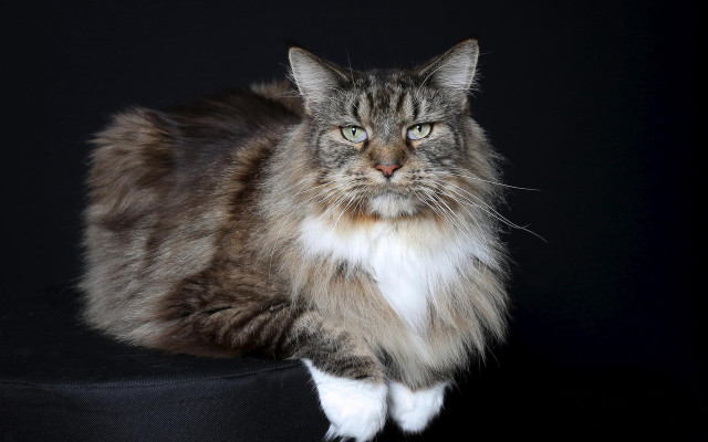 Regal cat black cushion portrait free wallpaper for desktop - medium preview image