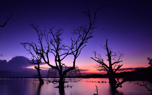 Purple sunset trees water birds free wallpaper for desktop - medium preview image