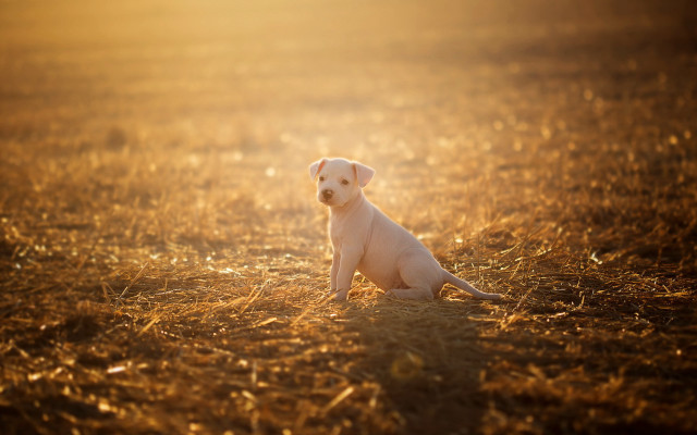 White puppy sunset grass blurry free wallpaper for desktop - medium preview image