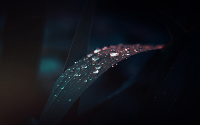 Plant water droplets macro dark free wallpaper for desktop - medium preview image