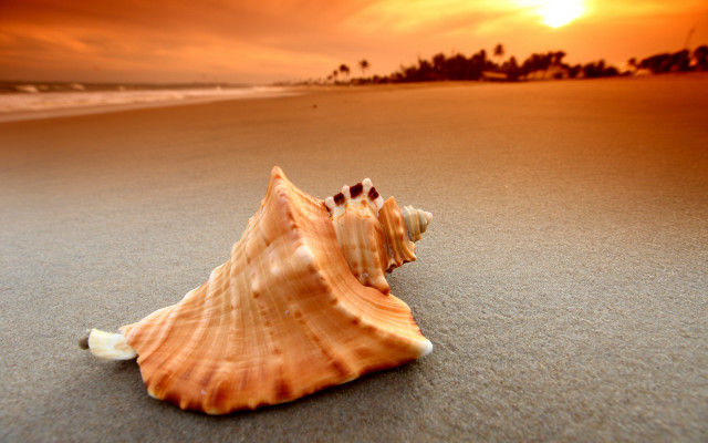 Shell beach sunset palm ocean free wallpaper for desktop - medium preview image