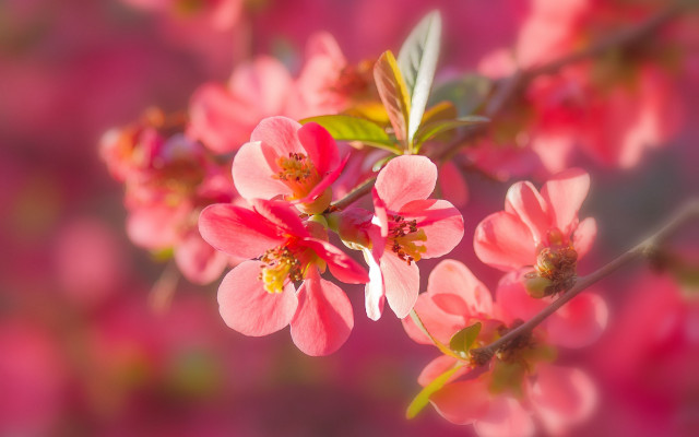 Pink flowers branch sunlight bokeh free wallpaper for desktop - medium preview image