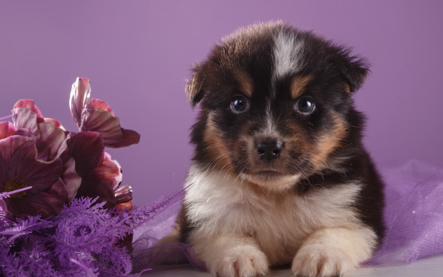 Puppy purple flower purple background free wallpaper for desktop - medium preview image
