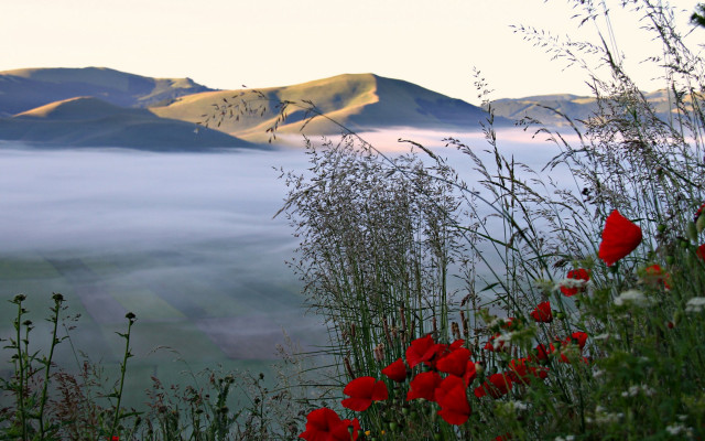 Flower mountain fog ecological landscape free wallpaper for desktop - medium preview image