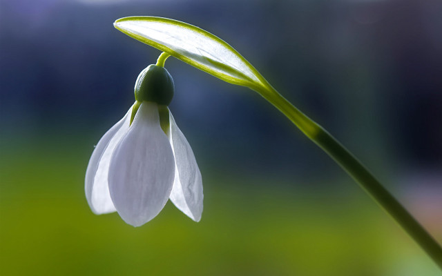 White flower green stem macro #2 free wallpaper for desktop - medium preview image