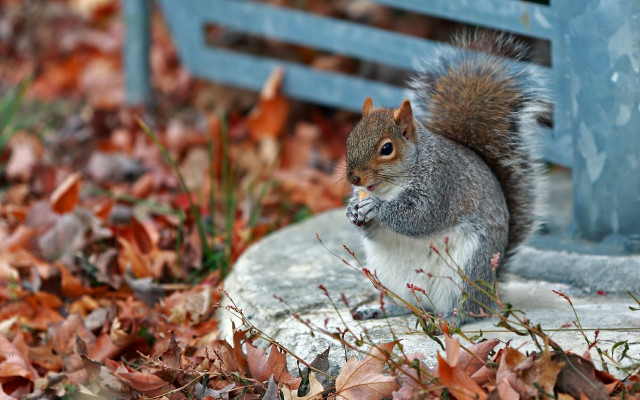 Squirrel rock leaves bench nature free wallpaper for desktop - medium preview image
