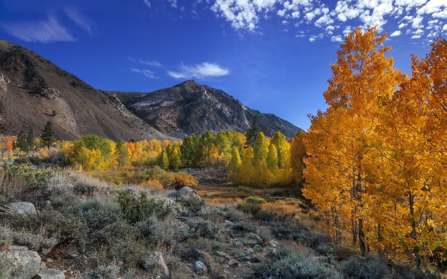 Mountain trees blue sky autumn free wallpaper for desktop - medium preview image