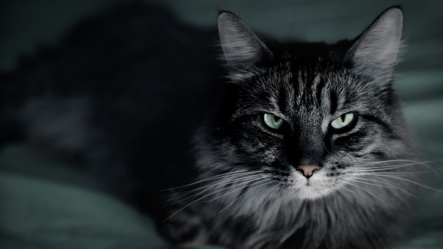Serious green eyed cat sitting free wallpaper for desktop - medium preview image
