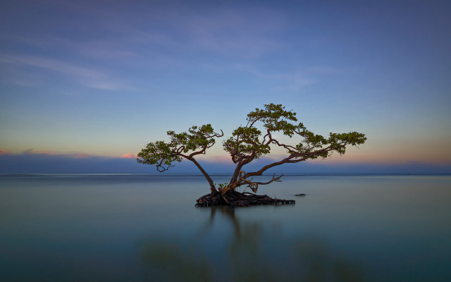 Lone tree water sunset ocean free wallpaper for desktop - medium preview image