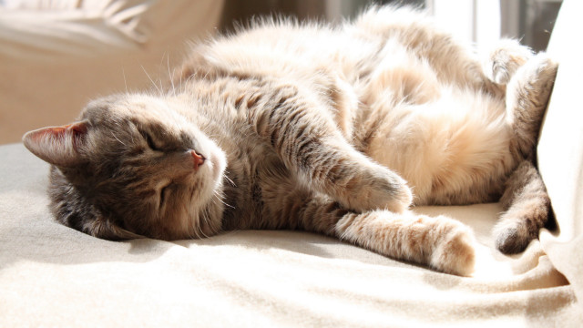 Cat laying on couch sunlight free wallpaper for desktop - medium preview image