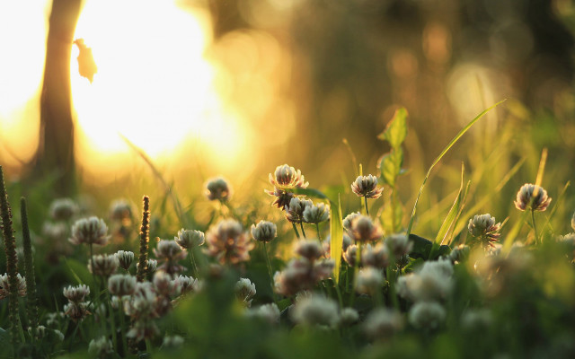 Flower field sun blurry background free wallpaper for desktop - medium preview image