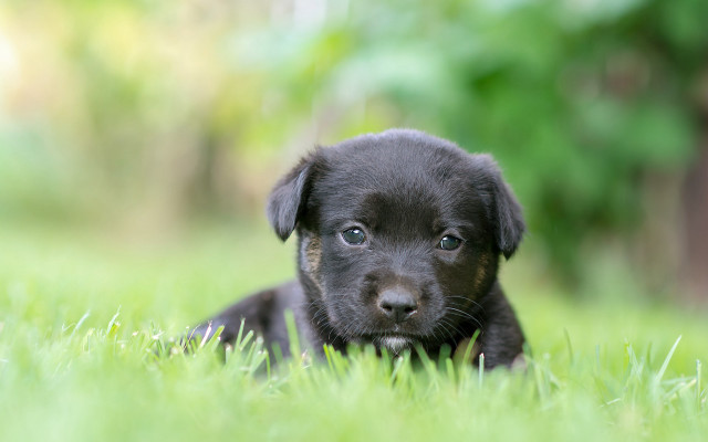 Black puppy grass sad cute free wallpaper for desktop - medium preview image