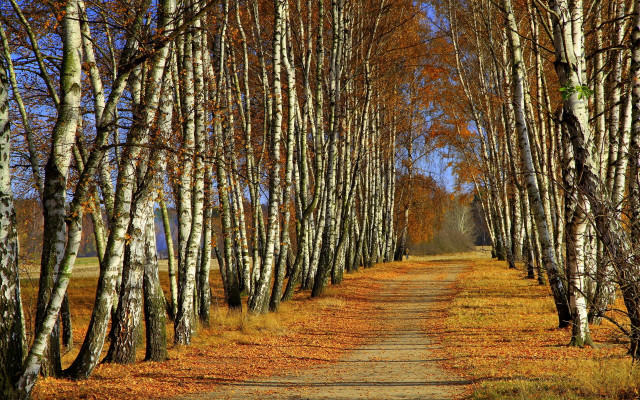 Dirt road trees leaves blue free wallpaper for desktop - medium preview image
