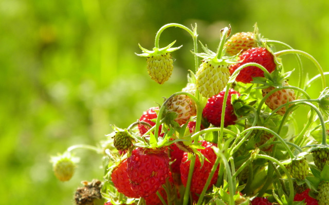 Strawberries field grass weeds sunlight free wallpaper for desktop - medium preview image