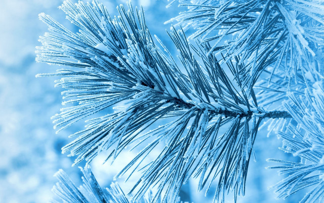 Pine ice snow flakes winter free wallpaper for desktop - medium preview image