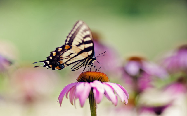 Butterfly flower purple field bokeh free wallpaper for desktop - medium preview image