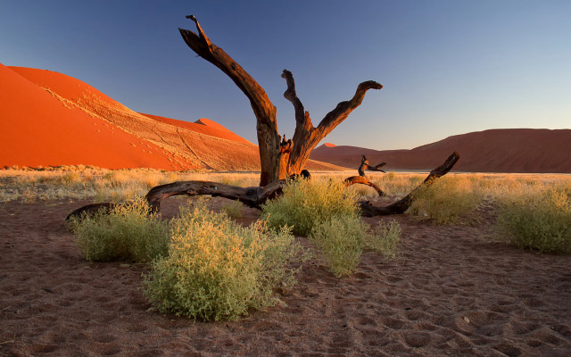 Dead tree desert mountain sky free wallpaper for desktop - medium preview image