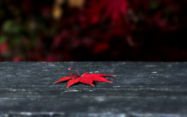 Red leaf wooden surface bokeh free wallpaper for desktop - medium preview image