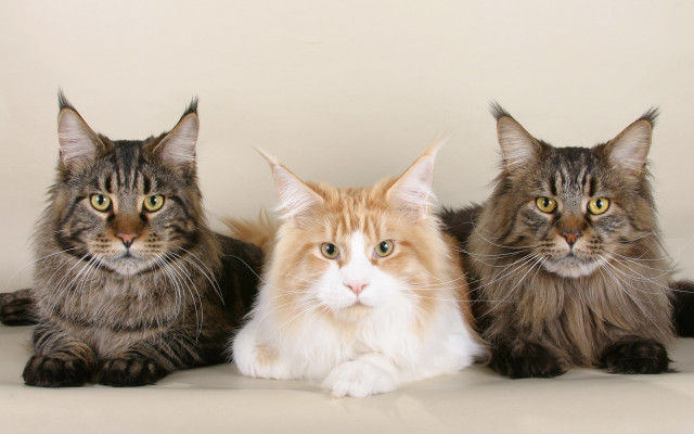 Three cats white surface blue free wallpaper for desktop - medium preview image