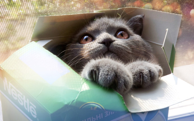 Cat box surreal pastel houdini free wallpaper for desktop - medium preview image