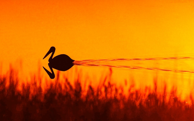 Bird jet sunset autumn fire free wallpaper for desktop - medium preview image