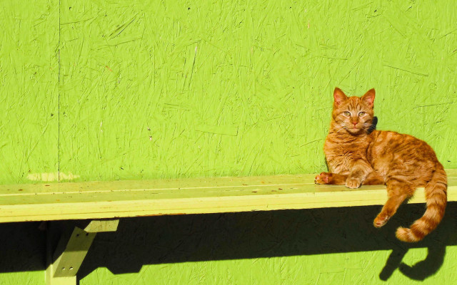 Cat bench green wall shadow free wallpaper for desktop - medium preview image