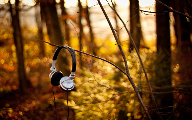 Headphones hanging tree forest autumn free wallpaper for desktop - medium preview image