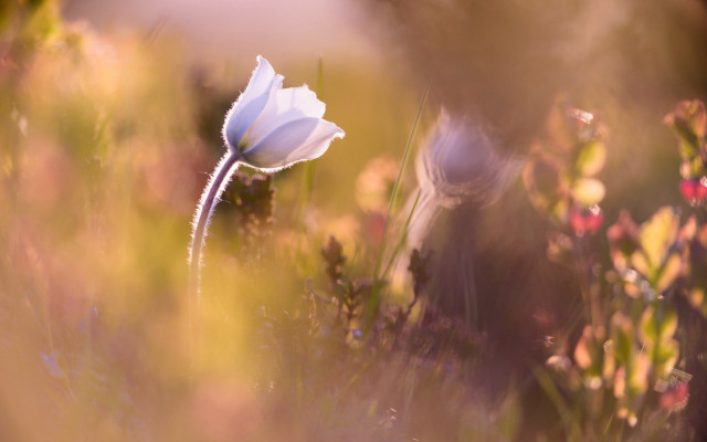 White flower field soft light free wallpaper for desktop - medium preview image