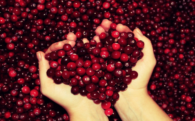 Person holding cranberries hands folk #2 free wallpaper for desktop - medium preview image