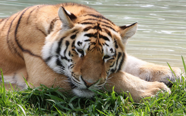 Tiger laying in grass by free wallpaper for desktop - medium preview image