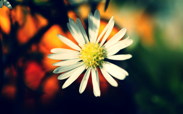 White flower yellow center blurry free wallpaper for desktop - medium preview image