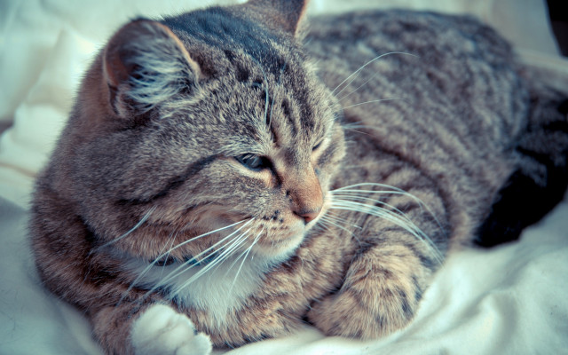 Sad cat laying blanket blurry free wallpaper for desktop - medium preview image