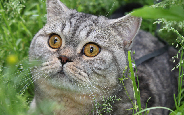 Black cat flowers grass outdoors free wallpaper for desktop - medium preview image