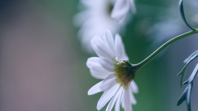 White flower closeup green petal free wallpaper for desktop - medium preview image