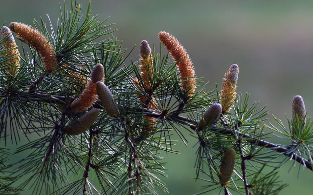 Pine cones branch bokeh nature free wallpaper for desktop - medium preview image
