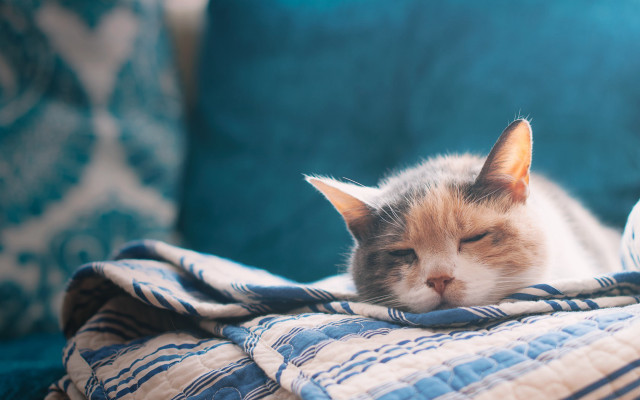 Cat sleeping blurry background pillow free wallpaper for desktop - medium preview image