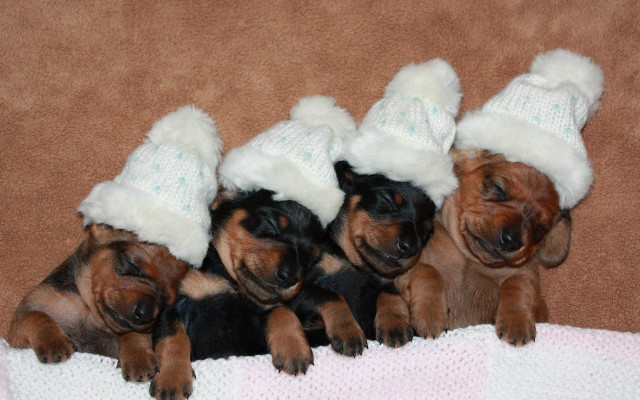 Puppies hats blanket floor cozy free wallpaper for desktop - medium preview image