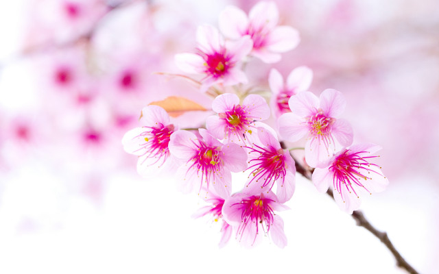 Pink flower tree branch blurry free wallpaper for desktop - medium preview image