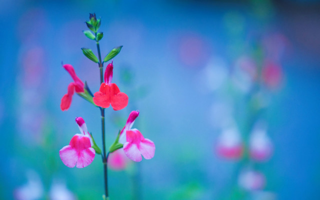 Pink flower green stem blue free wallpaper for desktop - medium preview image