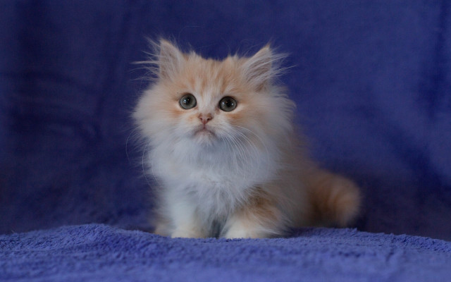 Kitten blue blanket sad eyes free wallpaper for desktop - medium preview image