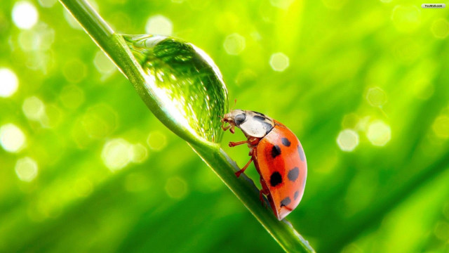 Ladybug green leaf dewdrops green free wallpaper for desktop - medium preview image