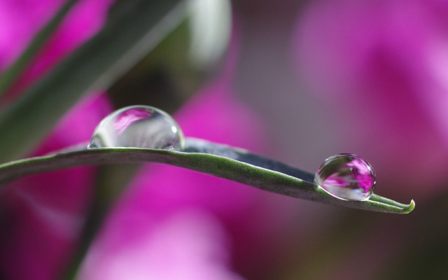 Water drop plant stem pink free wallpaper for desktop - medium preview image