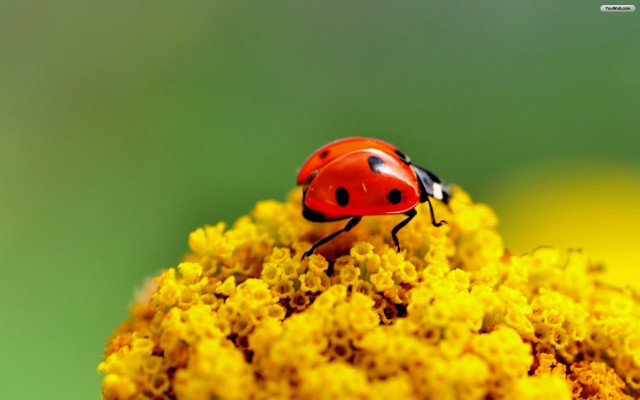 Ladybug yellow flower yellow flowers free wallpaper for desktop - medium preview image