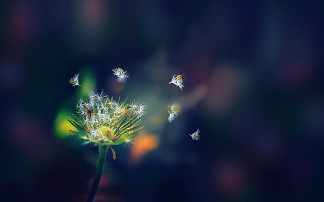 Dandelion flying seeds blurry background free wallpaper for desktop - medium preview image