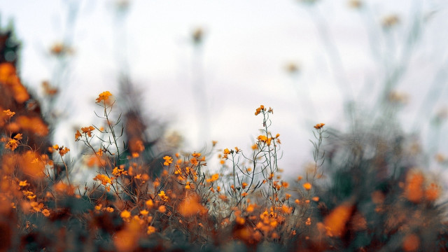Yellow flowers autumn blurry fire free wallpaper for desktop - medium preview image